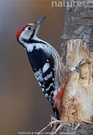 Attēlu rezultāti vaicājumam “Dendrocopos leucotos male”