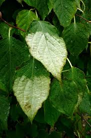 Attēlu rezultāti vaicājumam “Actinidia kolomikta”