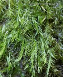 Attēlu rezultāti vaicājumam “Homomallium incurvatum”