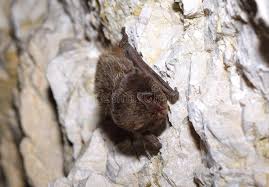 Attēlu rezultāti vaicājumam “Barbastella barbastellus”