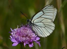 Attēlu rezultāti vaicājumam “Aporia crataegi female”