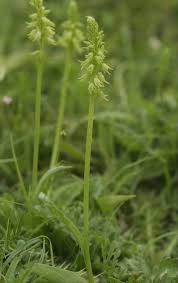 Attēlu rezultāti vaicājumam “Herminium monorchis flower”