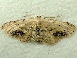 Attēlu rezultāti vaicājumam “Idaea dimidiata”