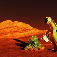 Image result for mars trees