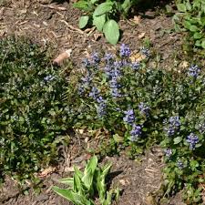 Attēlu rezultāti vaicājumam “Ajuga reptans bud”