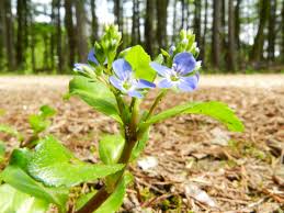 Attēlu rezultāti vaicājumam “Veronica beccabunga leaf”