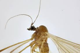 Attēlu rezultāti vaicājumam “Trichocera regelationis”