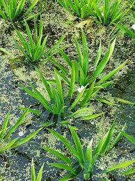 Attēlu rezultāti vaicājumam “Stratiotes aloides leaf”