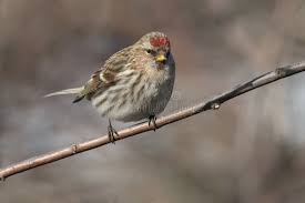 Attēlu rezultāti vaicājumam “Carduelis flammea female”
