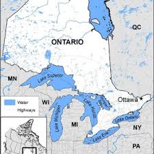 Attēlu rezultāti vaicājumam “Microcalicium disseminatum”