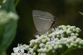 Attēlu rezultāti vaicājumam “Favonius quercus”