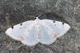 Attēlu rezultāti vaicājumam “Lomographa bimaculata”