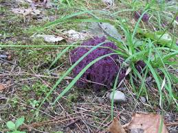 Attēlu rezultāti vaicājumam “Clavaria zollingeri”