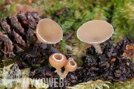 Attēlu rezultāti vaicājumam “Ciboria amentacea”