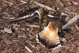 Image result for Charadrius vociferus