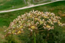 Attēlu rezultāti vaicājumam “Laserpitium latifolium flower”