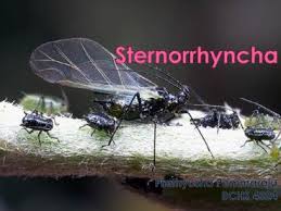 Attēlu rezultāti vaicājumam “Sternorrhyncha”