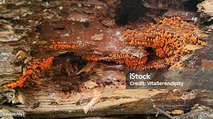 Attēlu rezultāti vaicājumam “Hemitrichia decipiens young”