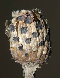 Attēlu rezultāti vaicājumam “Urophora jaceana”