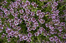 Attēlu rezultāti vaicājumam “Thymus pulegioides”