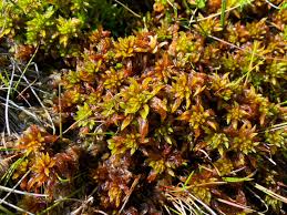 Attēlu rezultāti vaicājumam “Sphagnum inundatum”