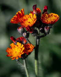 Image result for Hieracium aurantiacum