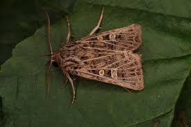 Attēlu rezultāti vaicājumam “Tholera decimalis male”