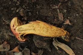 Attēlu rezultāti vaicājumam “Xerocomus rubellus”