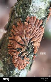 Attēlu rezultāti vaicājumam “Hypocreopsis lichenoides”