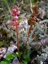 Attēlu rezultāti vaicājumam “Pyrolaceae”