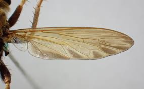 Attēlu rezultāti vaicājumam “Asilus crabroniformis”