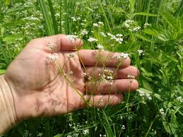 Attēlu rezultāti vaicājumam “Galium palustre”