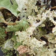 Attēlu rezultāti vaicājumam “Platismatia glauca”