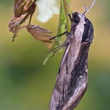 Attēlu rezultāti vaicājumam “Sphinx ligustri”