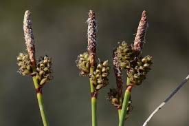 Attēlu rezultāti vaicājumam “Carex ericetorum”