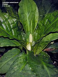 Attēlu rezultāti vaicājumam “Araceae”