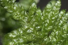 Attēlu rezultāti vaicājumam “Pseudoscleropodium purum”