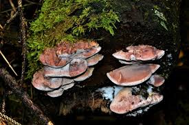 Attēlu rezultāti vaicājumam “Leptoporus mollis”