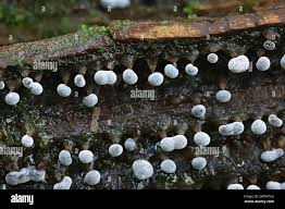 Attēlu rezultāti vaicājumam “Didymium melanospermum”