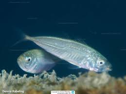 Image result for Trachurus mediterraneus