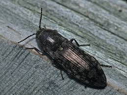 Attēlu rezultāti vaicājumam “Actenicerus sjaelandicus”