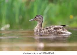 Attēlu rezultāti vaicājumam “Anas platyrhynchos female”