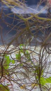 Image result for Tautogolabrus adspersus