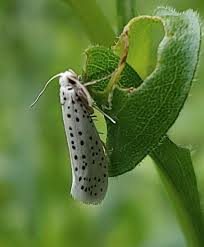Attēlu rezultāti vaicājumam “Yponomeutidae”