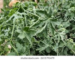 Attēlu rezultāti vaicājumam “Bryonia alba leaf”