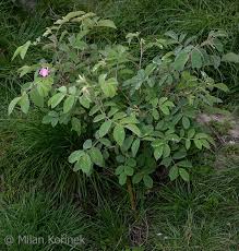 Attēlu rezultāti vaicājumam “Rosa villosa”