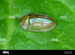 Attēlu rezultāti vaicājumam “Cassida”