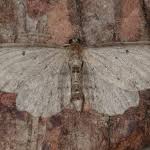 Attēlu rezultāti vaicājumam “Anticollix sparsata”