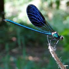 Attēlu rezultāti vaicājumam “Calopteryx splendens”