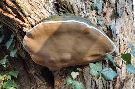 Attēlu rezultāti vaicājumam “Phellinus igniarius”
